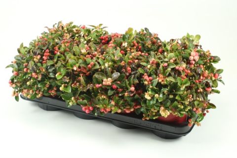 Гаултерия procumbens 'Winter Pearls'