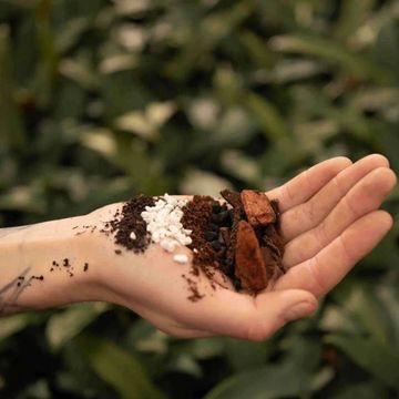 Substrates ANTHURIUM MIX