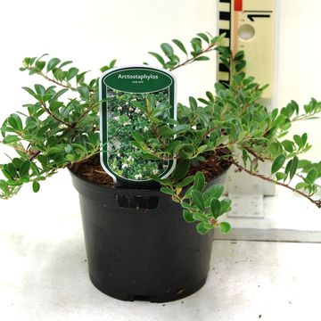 Arctostaphylos uva-ursi