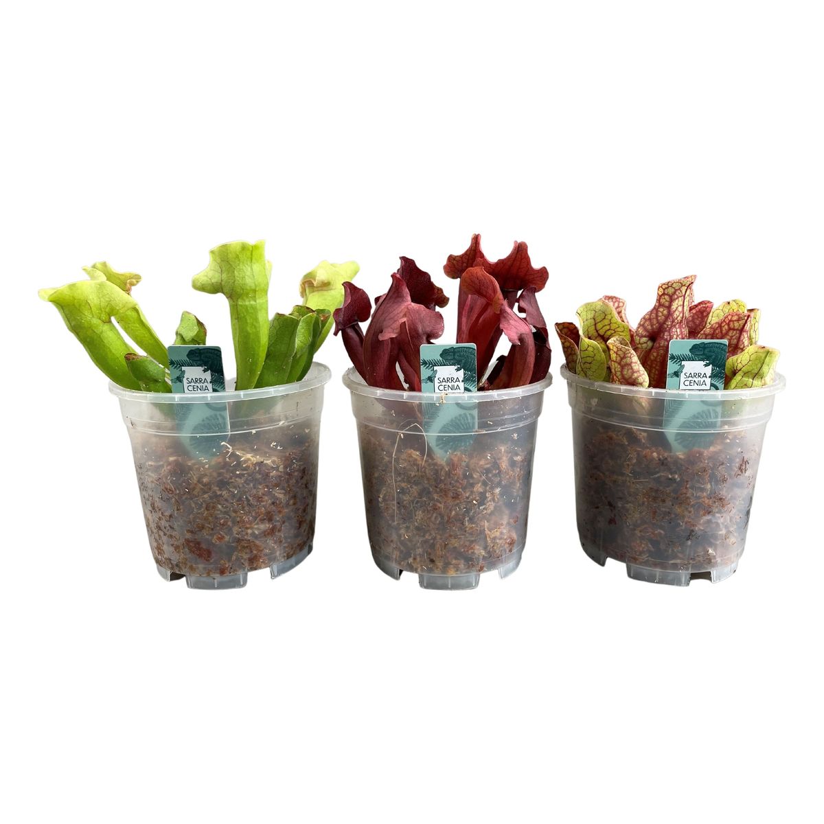 Carnivorous plants MIX — Plant Wholesale FlorAccess