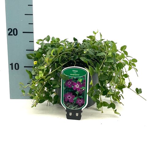 Vinca minor 'Atropurpurea'