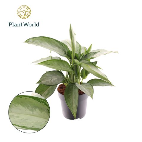 Aglaonema 'Silverado'