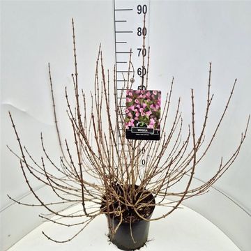 Weigela florida 'Nana Purpurea'