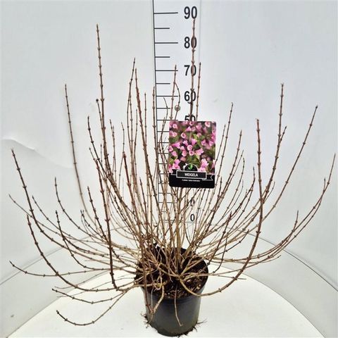 Weigela florida 'Nana Purpurea'