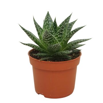 Gasteria 'Durban'