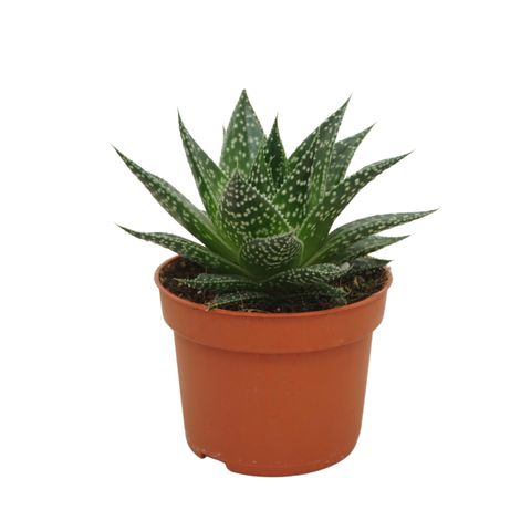 Gasteria 'Durban'