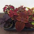Coleus MIX
