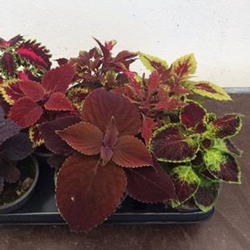 Coleus MIX