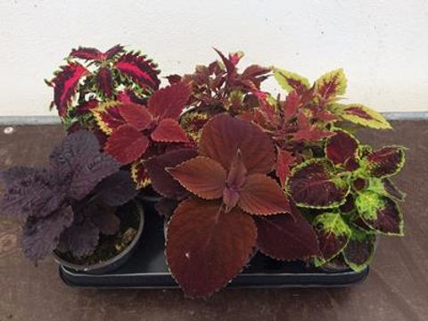 Coleus MIX