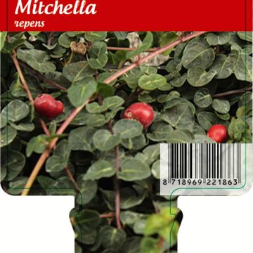 Mitchella repens
