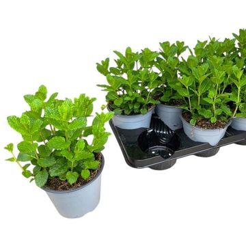 Mentha spicata 'Moroccan'