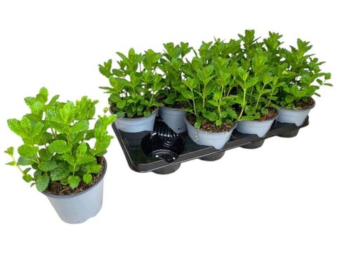 Mentha spicata 'Moroccan'
