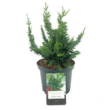 Chamaecyparis obtusa 'Teddy Bear'