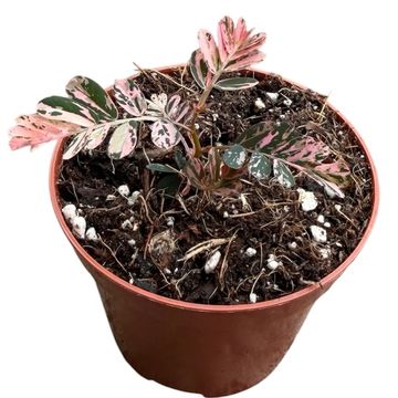 Phyllanthus urinaria 'Variegata'
