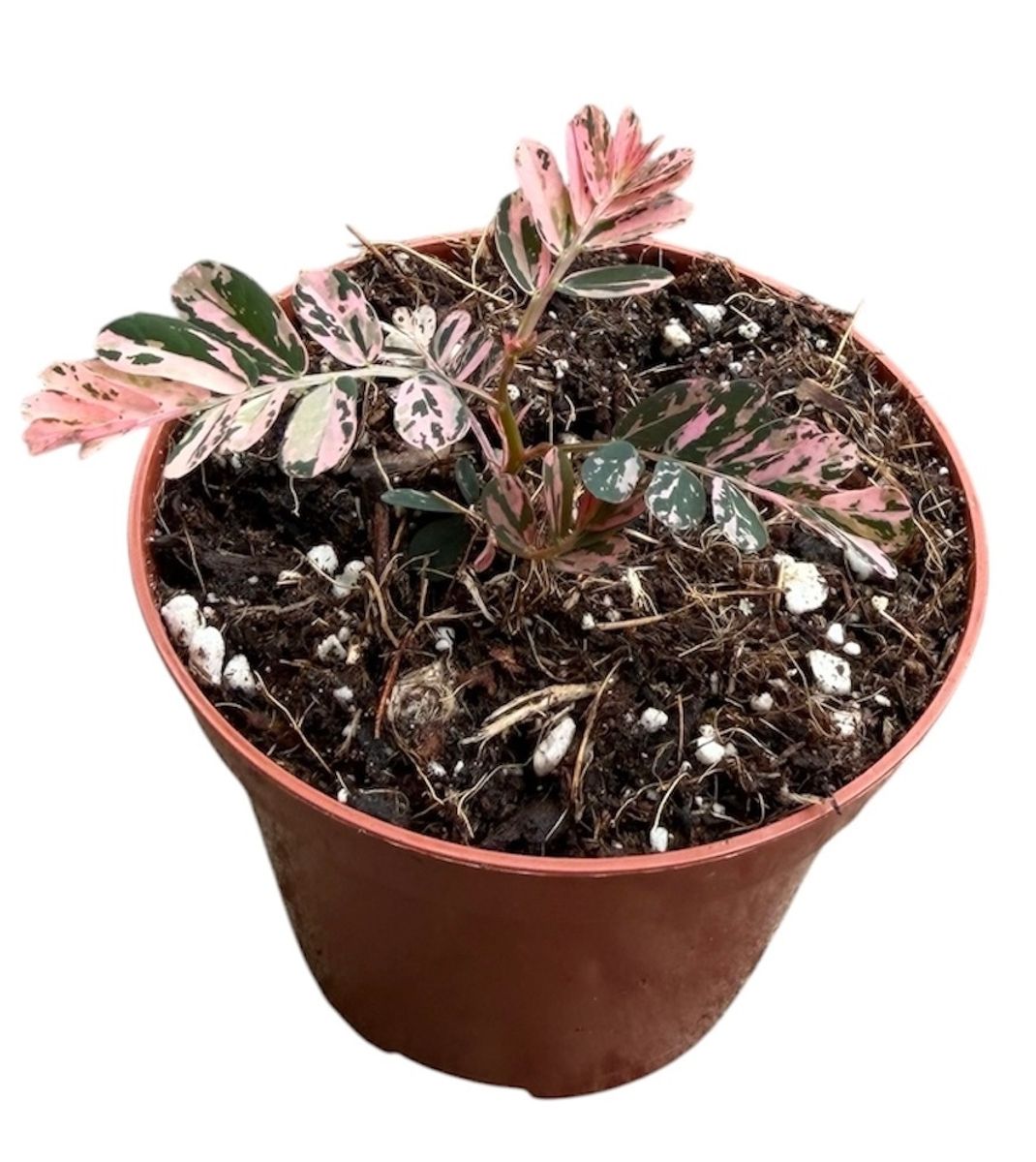c*n様 1 Phyllanthus urinaria Variegate Phyllanthus urinaria 'Pink Variegata' ist eine seltene, kompakt その他観葉植物