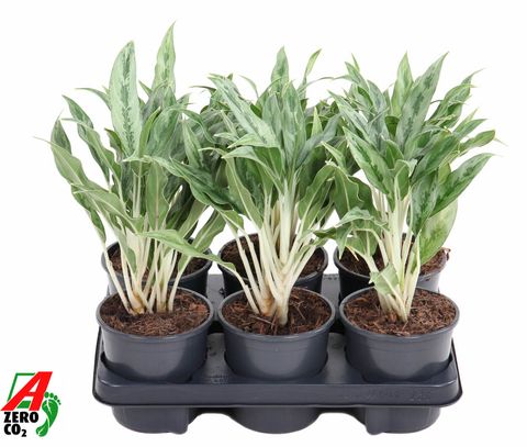 Aglaonema 'Greyhound'