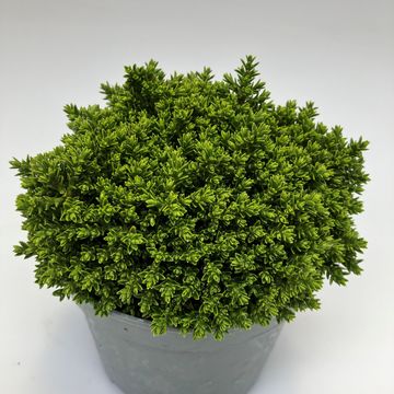 Hebe 'Emerald Gem'