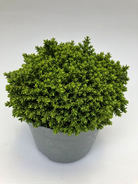 Hebe 'Emerald Gem'