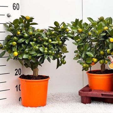 x Citrofortunella microcarpa
