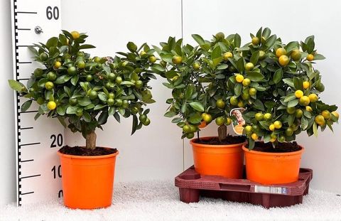 x Citrofortunella microcarpa