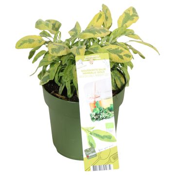 Salvia officinalis 'Mandala Gold'
