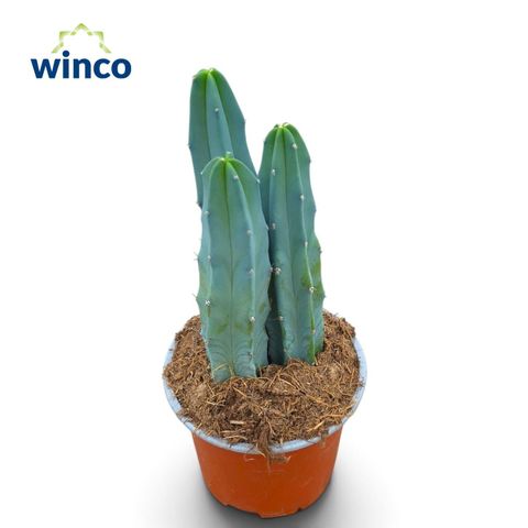 Myrtillocactus geometrizans