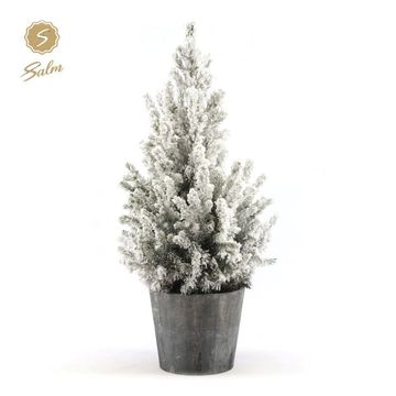 Picea glauca DECEMBER