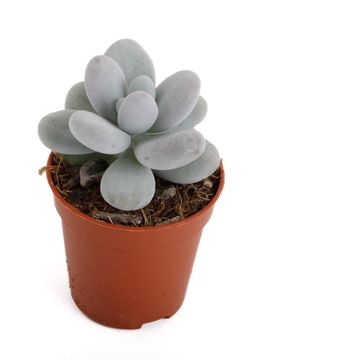 Pachyphytum oviferum