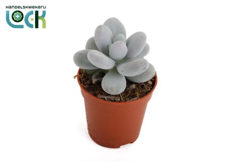 Pachyphytum oviferum