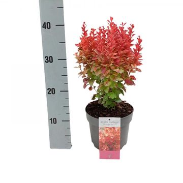 Berberis thunbergii 'Orange Ice'