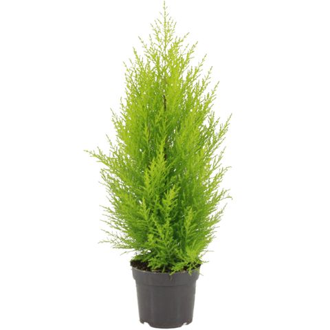 Cupressus macrocarpa 'Goldcrest Wilma'