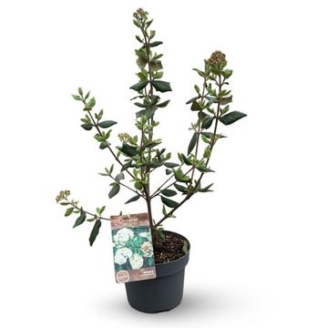 Viburnum x burkwoodii