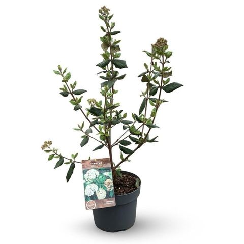 Viburnum x burkwoodii