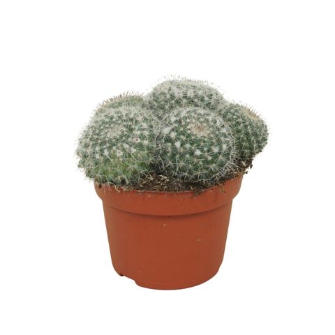 Mammillaria hahniana