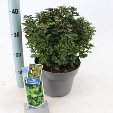 Ilex x meserveae LITTLE RASCAL