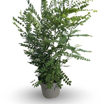 Styphnolobium japonicum