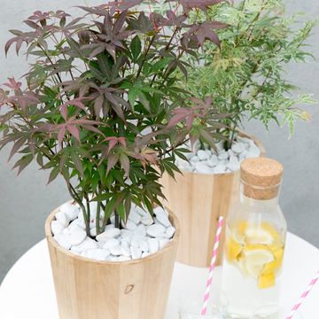 Acer palmatum 'Atropurpureum'