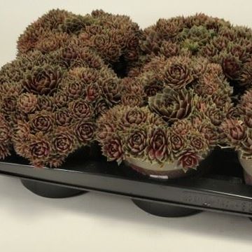 Sempervivum 'Commander Hay'