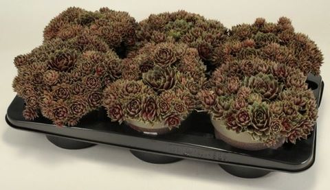 Sempervivum 'Commander Hay'