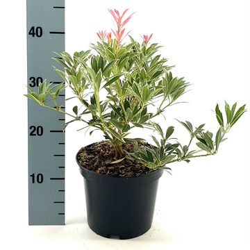 Pieris 'Flaming Silver'