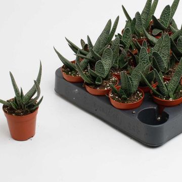 Gasteria carinata 'Big Ben'