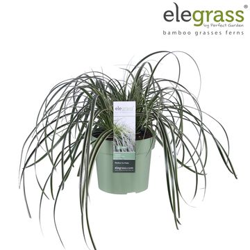 Carex 'Feather Falls'