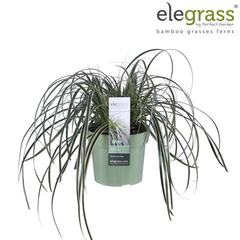 Carex 'Feather Falls'