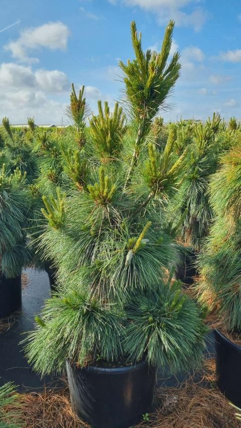 Pinus x schwerinii 'Wiethorst'