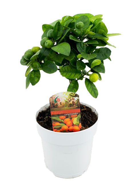 Citrus x microcarpa