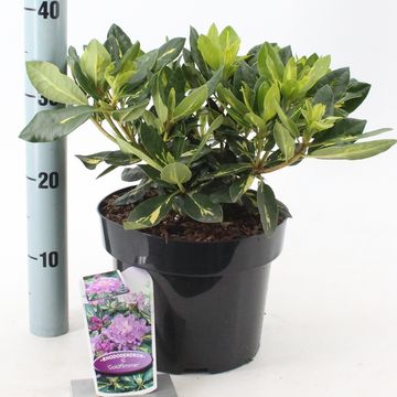Rhododendron 'Goldflimmer'