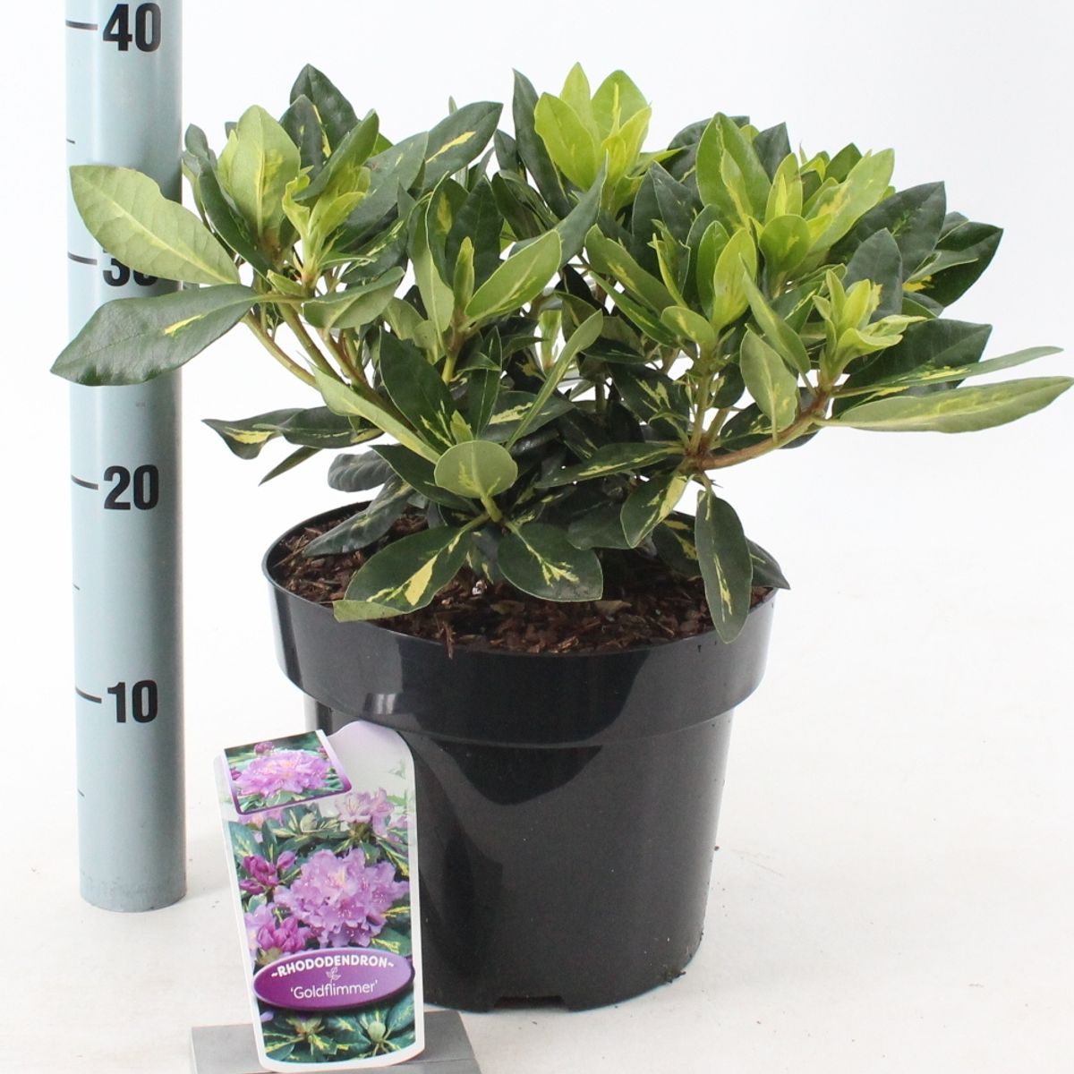 thuja kaufen Gelber Zwerg-Lebensbaum kaufen | Thuja orientalis 'Aurea Nana' main image 1