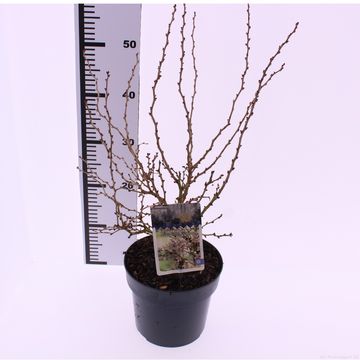 Prunus incisa 'Койоу-ноу-май'