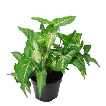 Syngonium angustatum