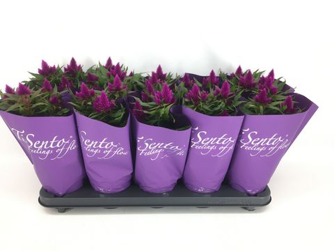 Celosia argentea
